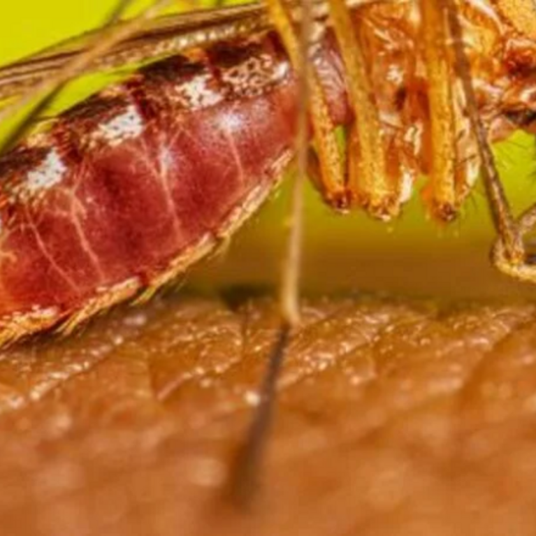 Female mosquito feeding on human skin
