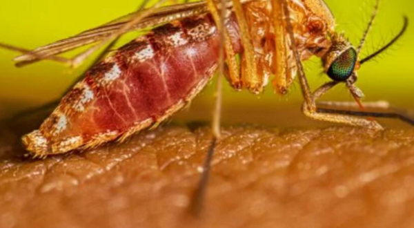 Female mosquito feeding on human skin